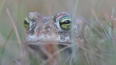 Mehr Lebensraum für seltene Pflanzen- und Tierarten im Emstal 